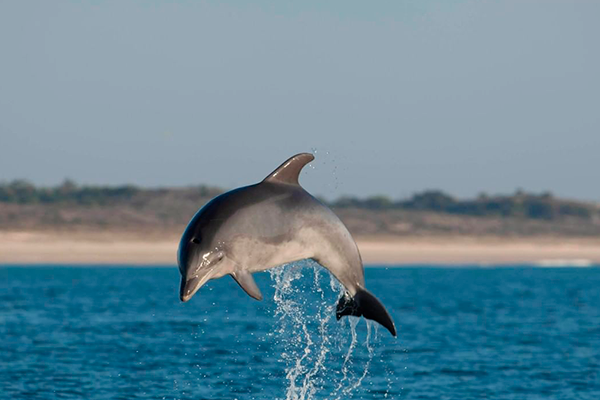observacao golfinhos