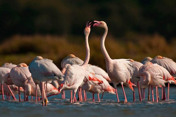 Passeio à descoberta dos Flamingos